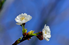 彼岸桜-Ⅱ