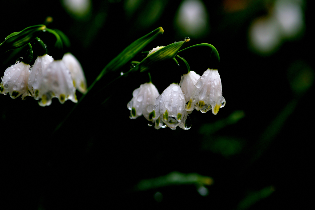 雨音