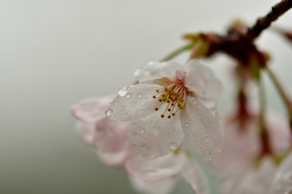 桜雨-Ⅱ