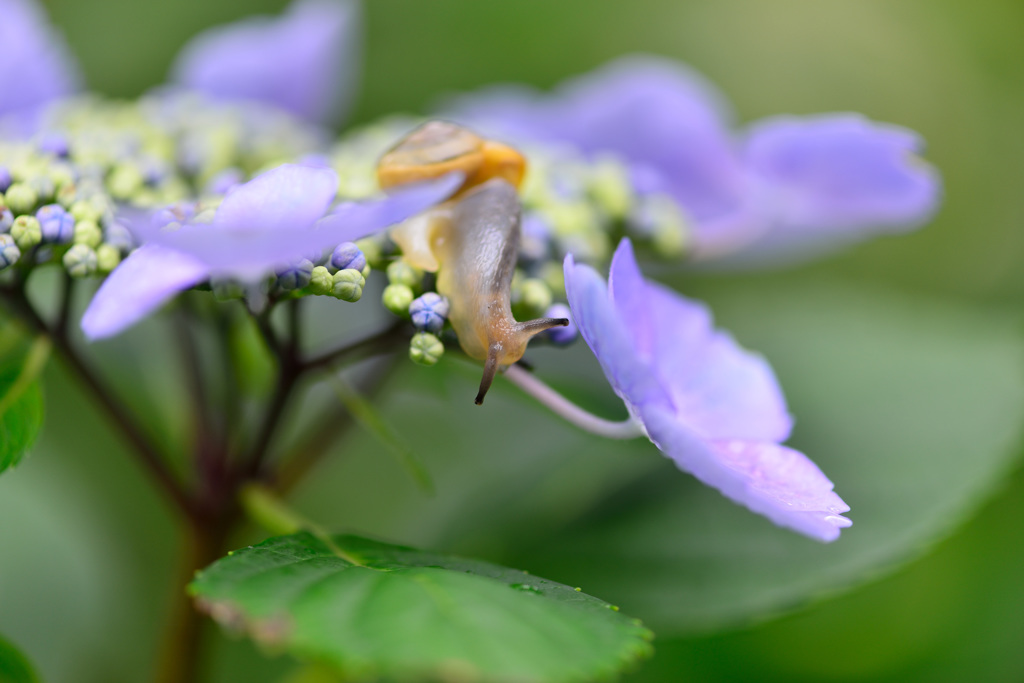 紫陽花とかたつむり-Ⅰ