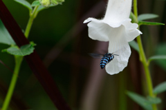 幸せを呼ぶ青い蜂 ブルービー -Ⅱ　ルリモンハナバチ