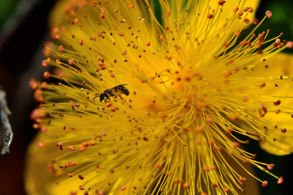 ビヨウヤナギ-Ⅴ