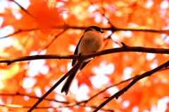紅色に染まって