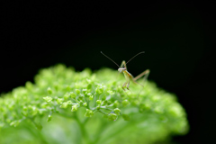 チビカマと紫陽花