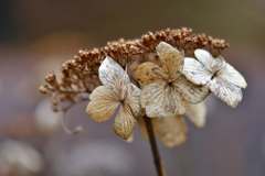 はるこいしーⅡ