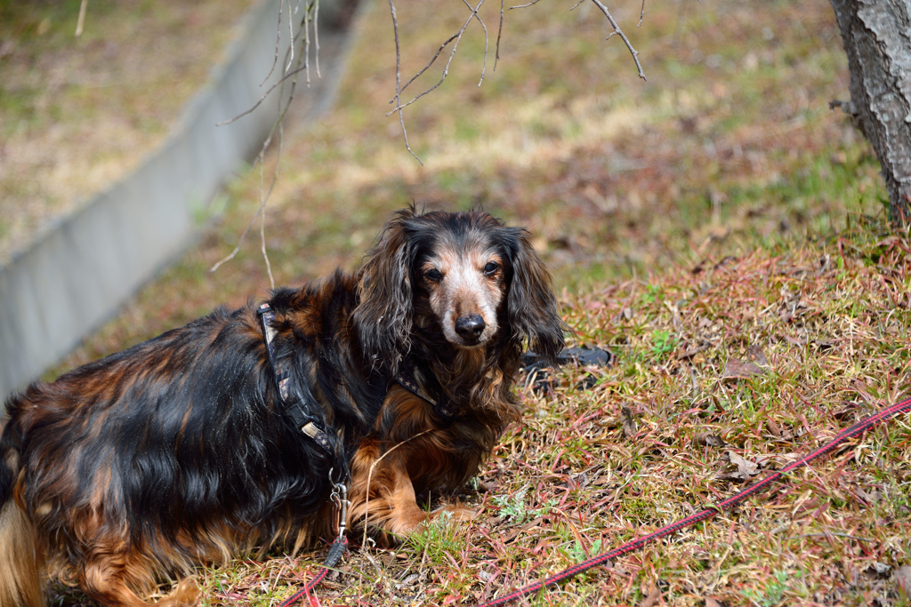 坂道はむり押して