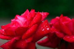薔薇と雨-Ⅰ
