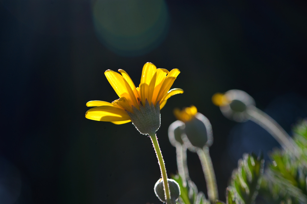 花を見つけた-Ⅲ