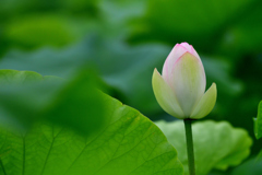 蓮-Ⅲ