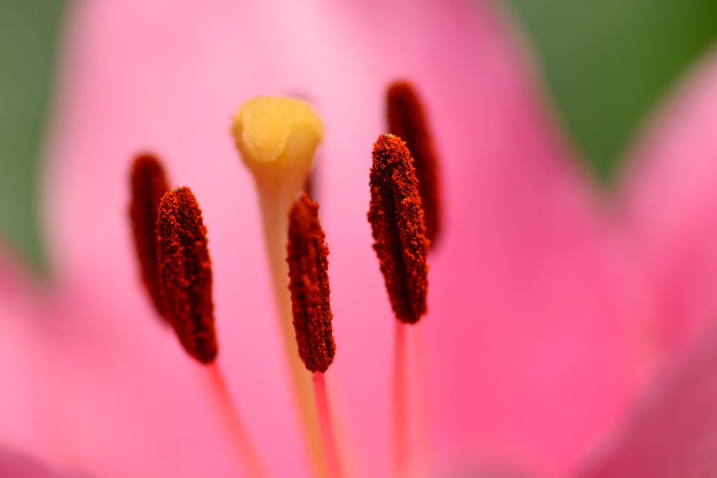 百合