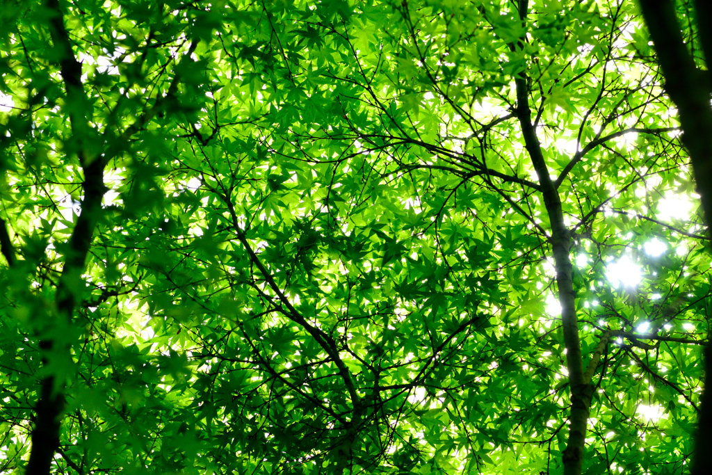 fresh verdure－Ⅴ