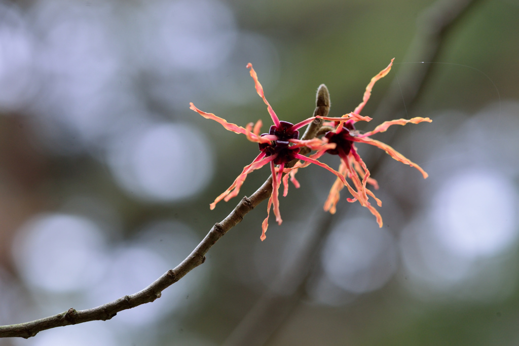 spring scene-Ⅰ