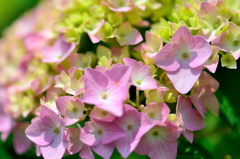 紫陽花-Ⅲ