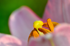 花芯-Ⅱ