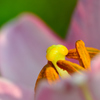 花芯-Ⅱ