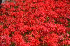 １８万本の花道-Ⅱ