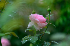 梅雨ーⅡ rose