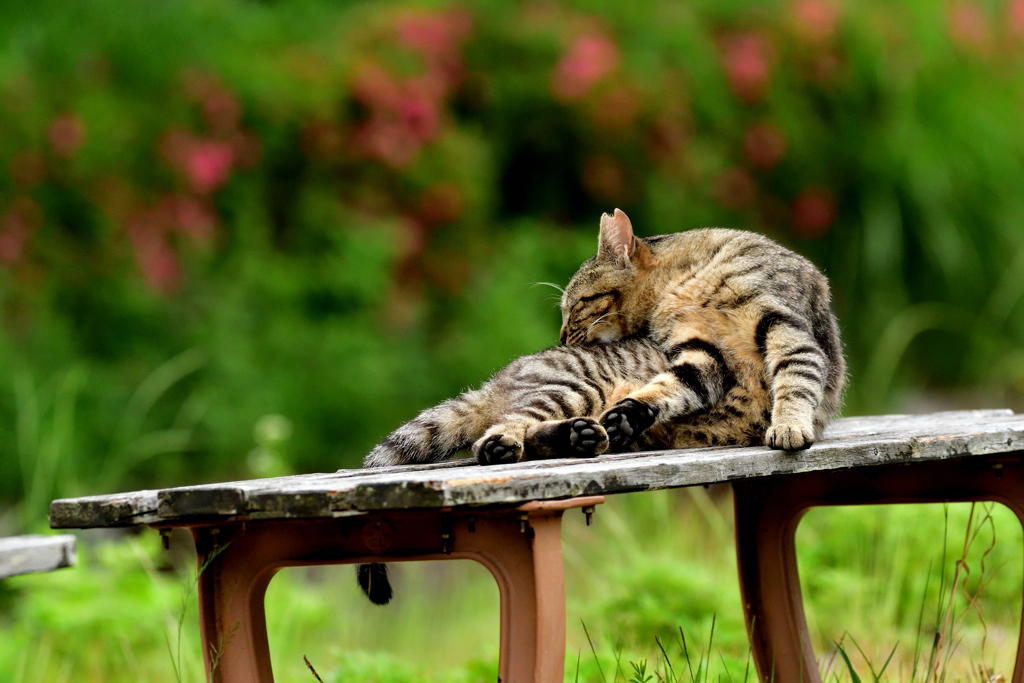 暇なニャンコ-Ⅱ