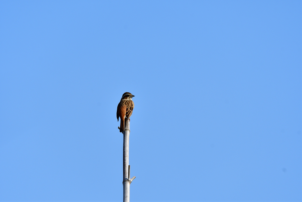 ホウジロ君