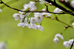 雨上がり-Ⅰ