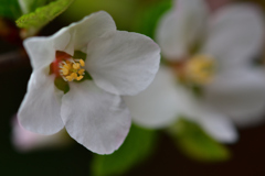 我が家の山桜桃梅-Ⅲ