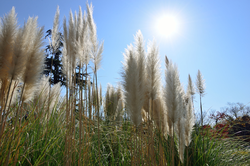 in autumnal sunshine-Ⅳ