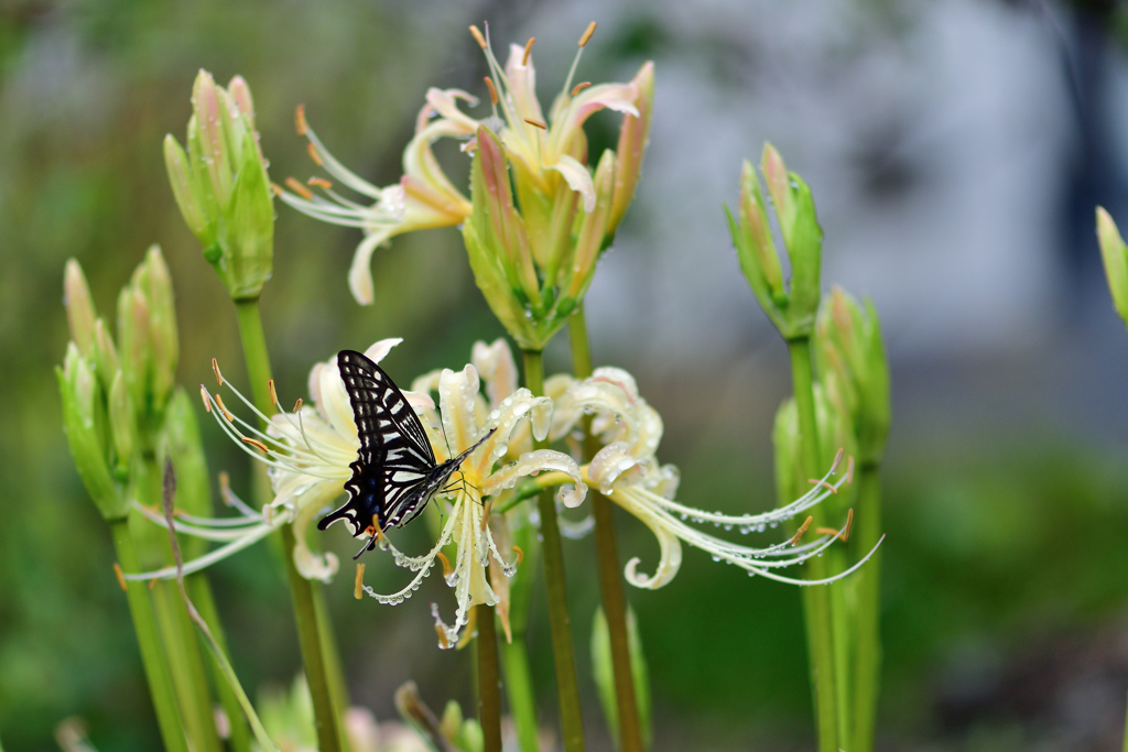 雨上がりの合間に-Ⅲ