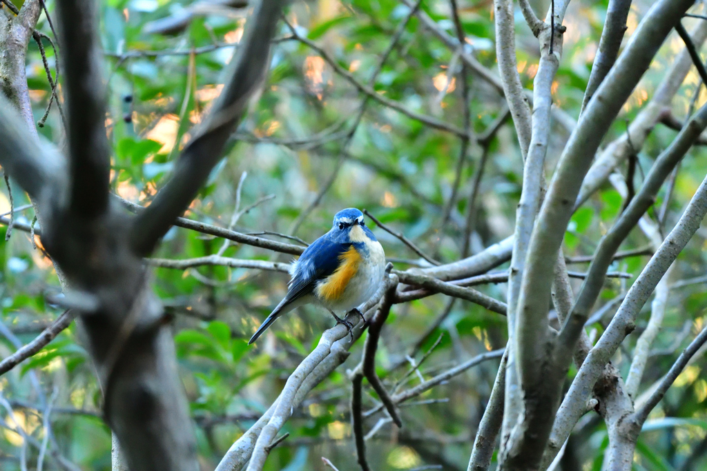 もっと明るい場所に出ておいでﾖ-Ⅲ