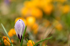 spring scene-Ⅶ