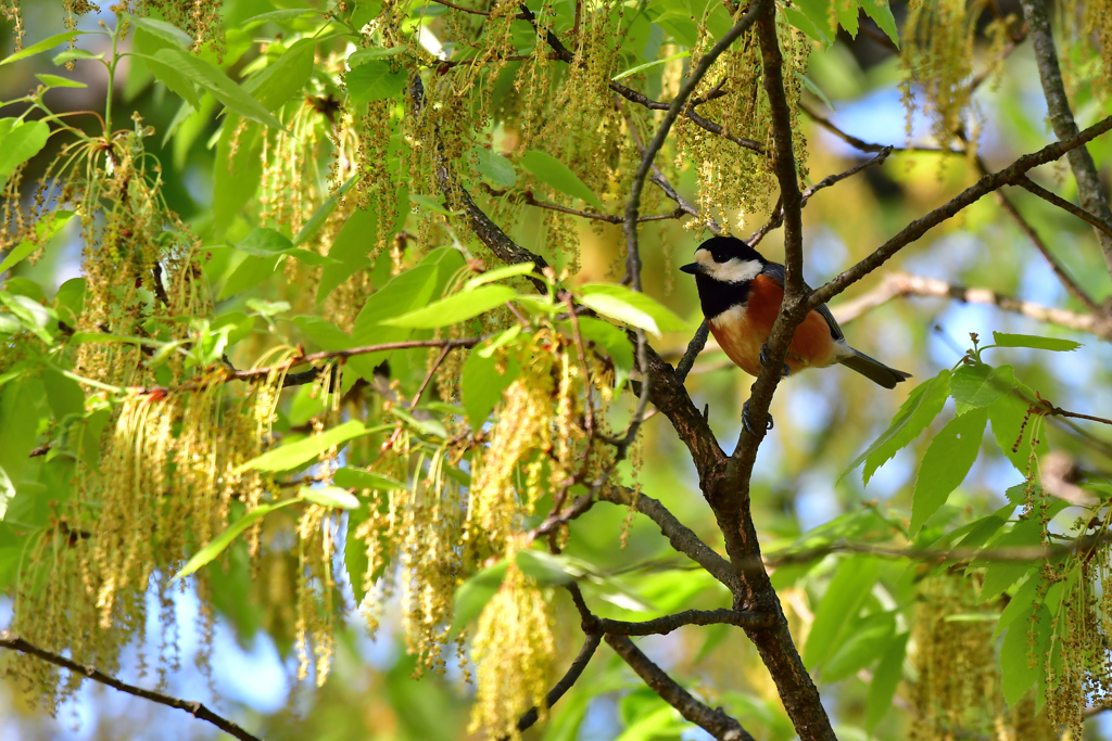 今日の野鳥たち-Ⅲ