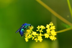 幸せを呼ぶ青い蜂オオセイボウ-Ⅱ