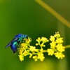 幸せを呼ぶ青い蜂オオセイボウ-Ⅱ