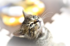 願いごと