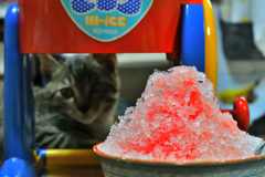 僕も食べたいニャン(=^・^=)