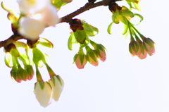 英国有り難う 太白桜-Ⅲ