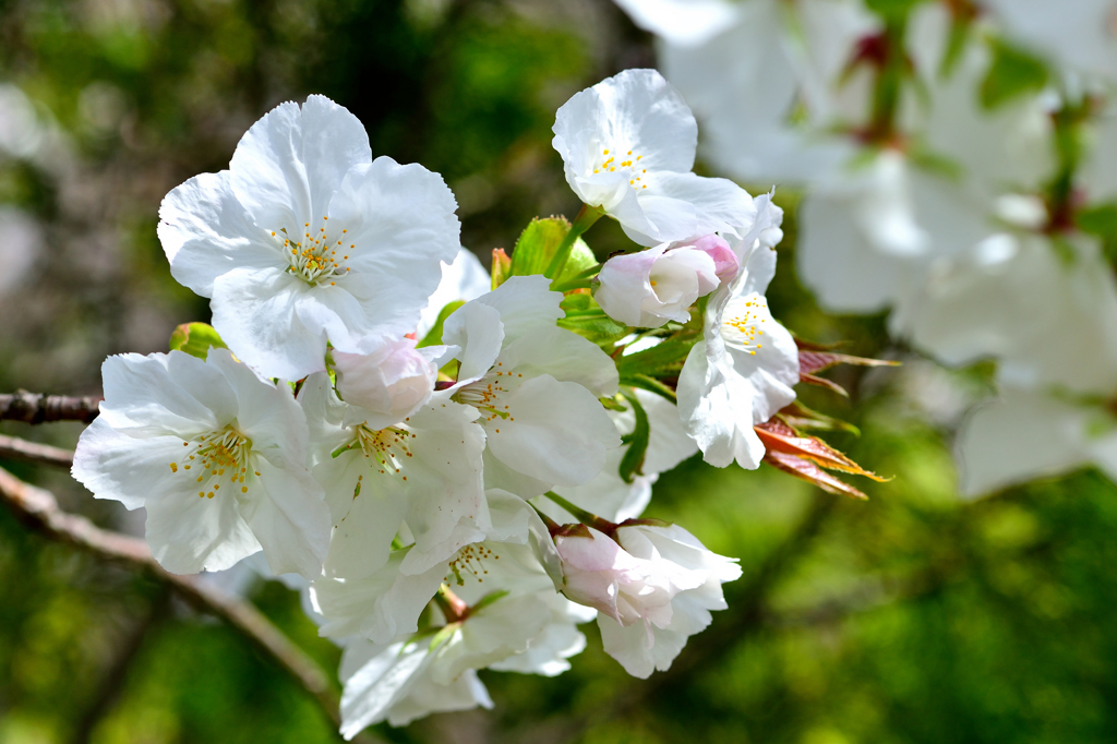 英国有り難う 太白桜 By Ruuki Id 写真共有サイト Photohito