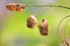 みの虫・・・⁉︎