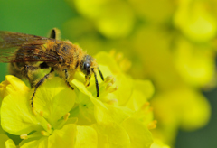 待ちに待った春-Ⅰ