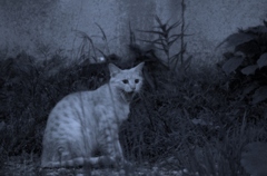 路地裏の猫
