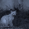 路地裏の猫