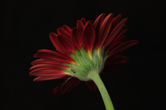 gerbera3