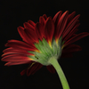 gerbera3