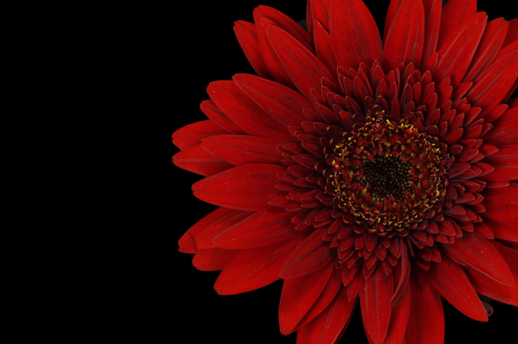 gerbera1
