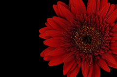 gerbera1