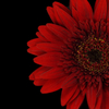 gerbera1