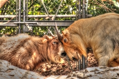 yokohama_zoo1