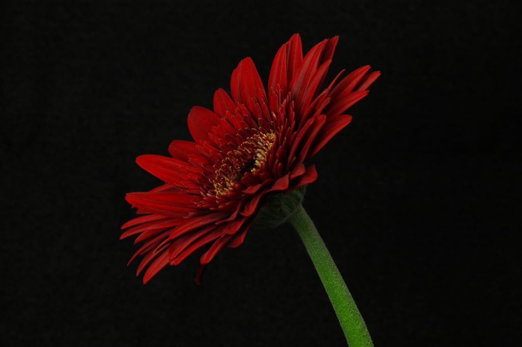 gerbera2