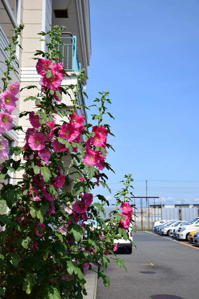 flowers and the sky