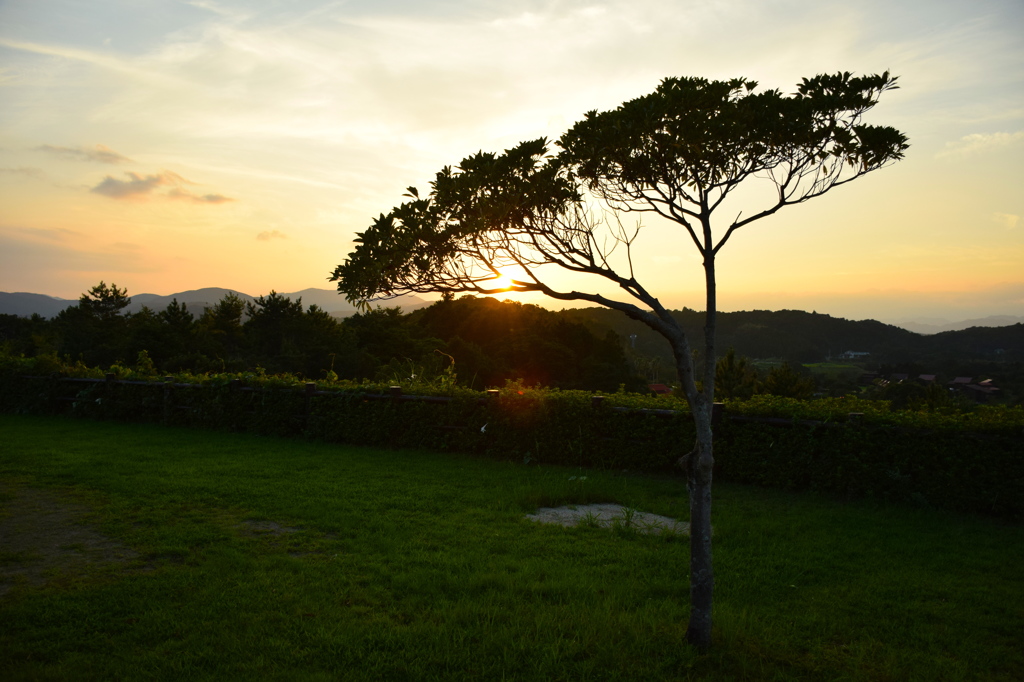 shade of a tree