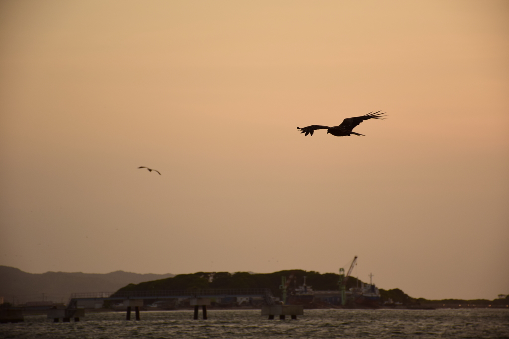 swinging birds